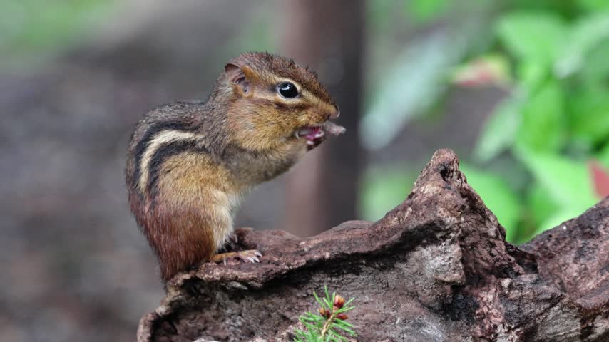 A detailed close-up shot shows an Eastern chipmunk (Tamias striatus) standing on a mossy log while quickly washing its face. The clip showcases the fine markings, whiskers, and active feeding behavior of the small mammal.