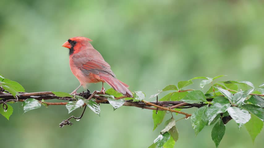 A bright red male Northern cardinal (Cardinalis cardinalis) perches on a leafy vine during a steady rainfall. The bird shifts position and looks directly toward the camera, highlighting its vivid plumage.