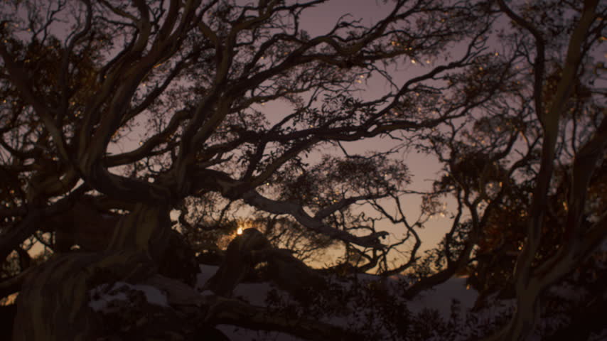 Low sunset glows through twisting snow gum branches across a snow-covered alpine woodland