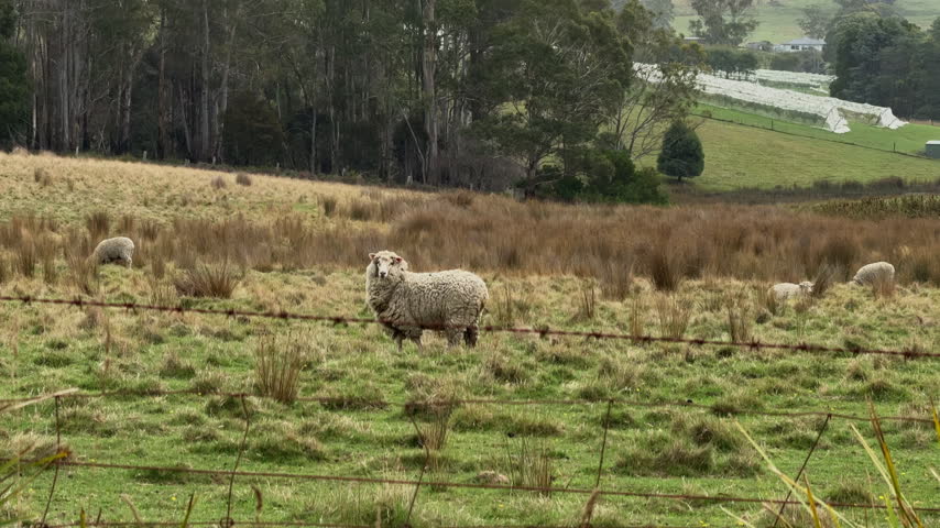 Beautiful livestock farming landscape in Tasmania Australia