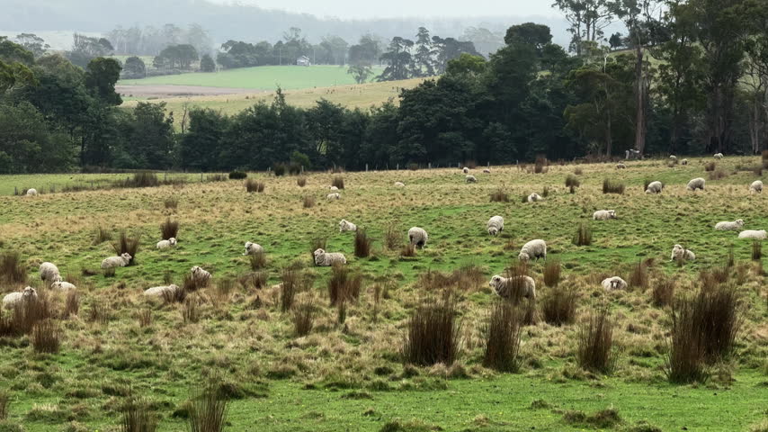 Beautiful livestock farming landscape in Tasmania Australia