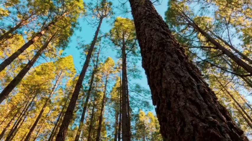 A low-angle view looking up at a row of towering pine trees. A large, rough-textured tree trunk dominates the right foreground, while other trees rise high to fill the field of view.