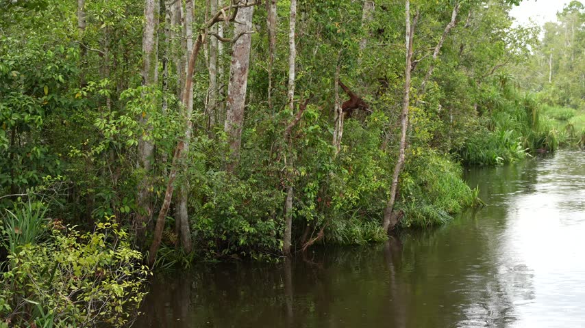 Wild Bornean Orangutan Hanging on a Tree Branch Alongside Tropical River, Red Haired Primate Resting in Dense Indonesian Borneo Rainforest