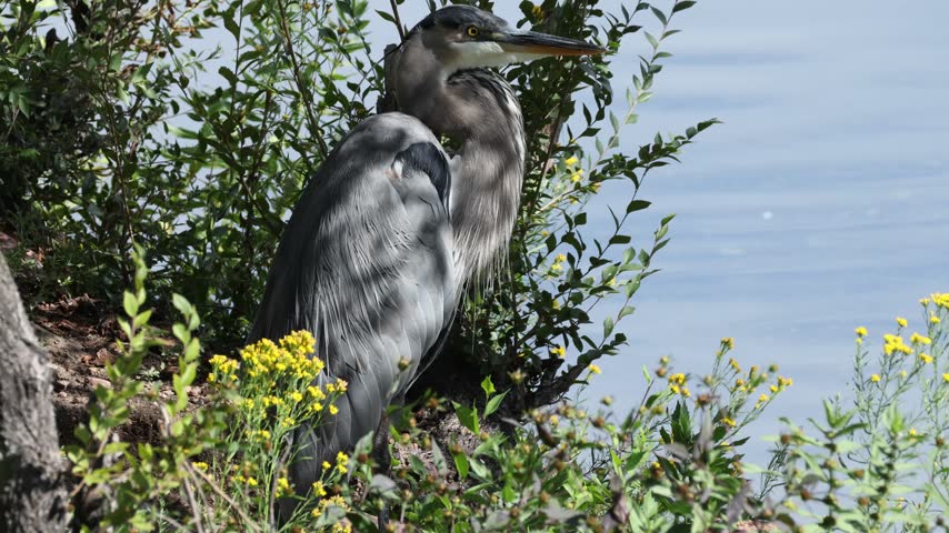 Great Blue Heron standing by the water in its natural habitat.