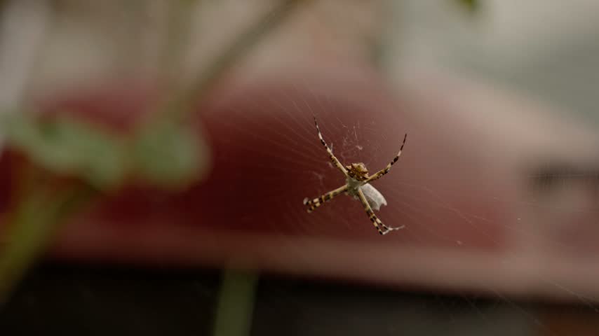 Small patterned spider suspended in the center of its web with delicate strands visible around its body. A softly blurred natural background emphasizes the spider.