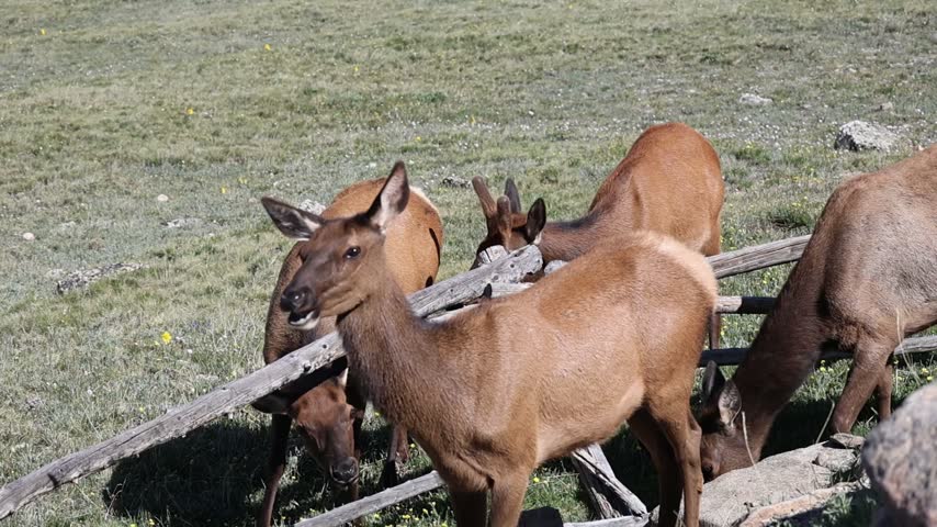 Female elk on a mountain meadow in Colorado.