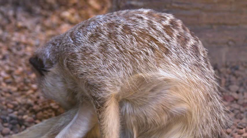 Meerkat grooming its fur. Small wild animal with striped pattern. Sitting in outdoor environment. Close-up shot.