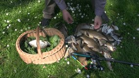 put fresh fish after fishing in wicker basket with nettle grass. Success in fishing