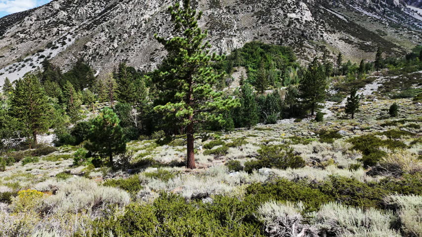 A view of the Big Pine Creek along the Big Pine Trail showing glacial trail in the mountains in the John Muir National Wilderness with the glacial terrain and mountains showing the trail and the glacial features as a man hikes the trail