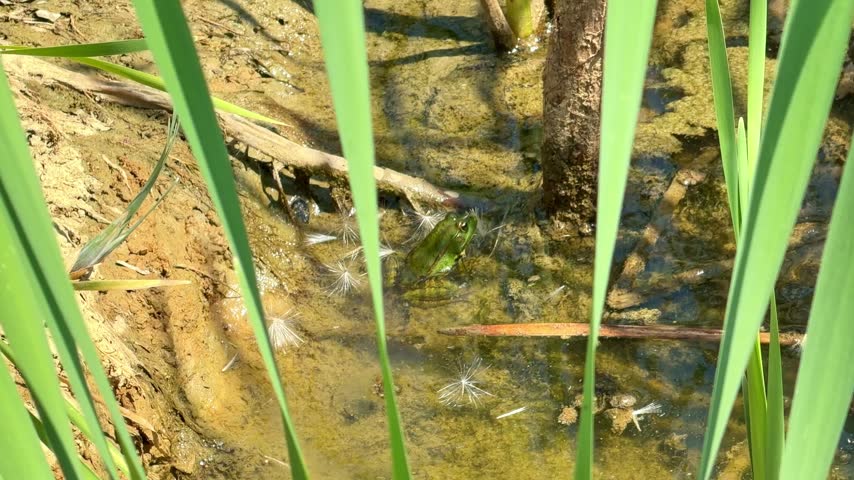 Small green hiding frog sits in a shallow muddy pond while tall green reeds sway gently in the foreground.