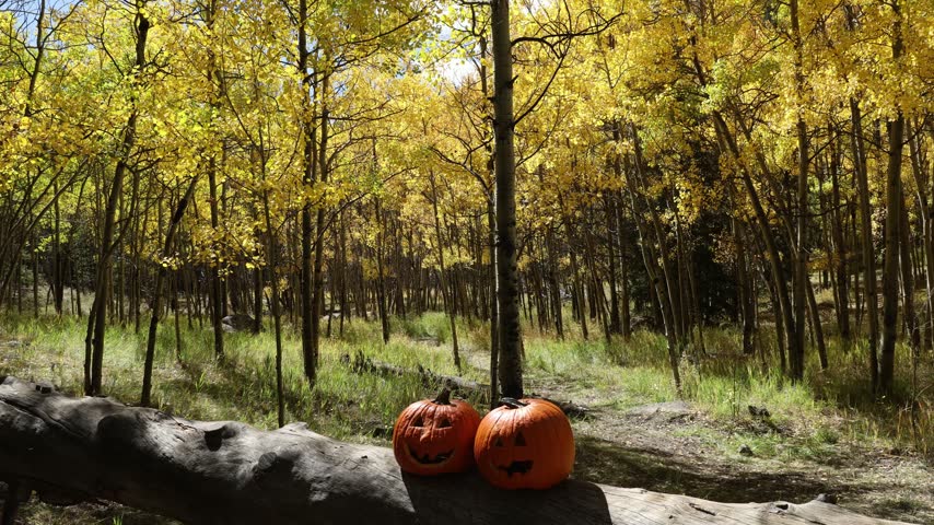 Halloween pumpkins with golden aspen trees in autumn, Colorado.