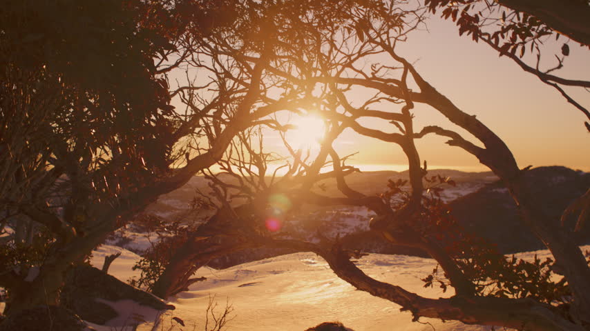 Low sunset glows through snow gum branches over a pristine snow-covered alpine slope