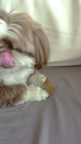 A Shih Tzu dog protecting a treat from its owner_vertical.