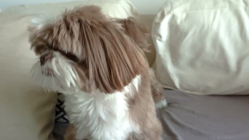 A Shih Tzu dog protecting a treat from its owner.
