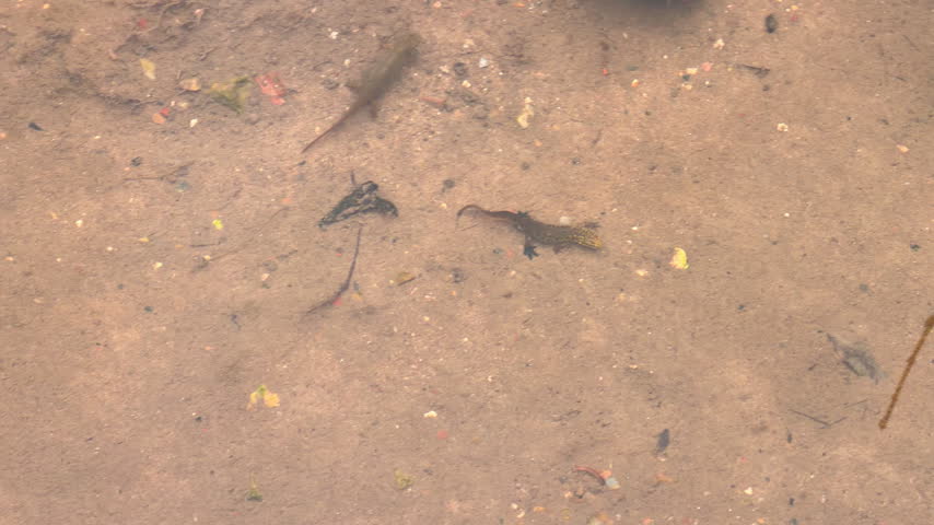 A small spotted newt rests on a sandy riverbed near tiny fish, seen through shallow clear water in a natural freshwater stream.