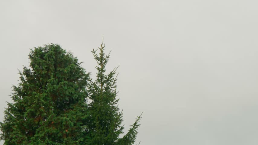 Low angle tracking shot shows twin turboprop tactical military cargo plane flying across overcast sky past pine tree during Falcon Leap airborne exercise in Oosterbeek.