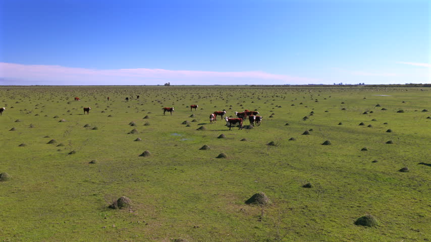 Cattle Grazing and Running on Green Pasture Field Landscape