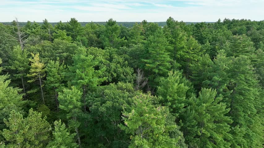 An aerial tracking shot glides over lush green pine and deciduous treetops toward a calm woodland lake under a soft blue sky near Sharbot Lake in eastern Ontario, Canada