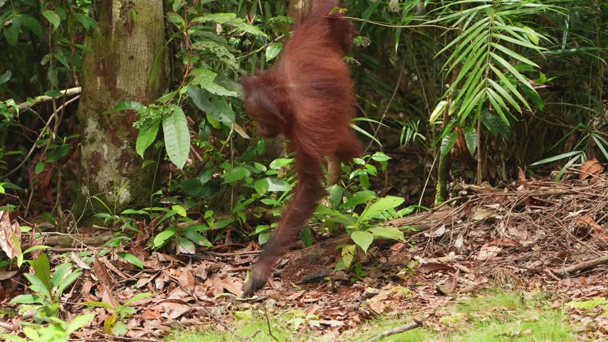 Mother Orangutan and Baby Collecting Banana From Forest Floor Before Climbing, Borneo Rainforest Wildlife, Red Apes Foraging and Moving Through Tropical Jungle