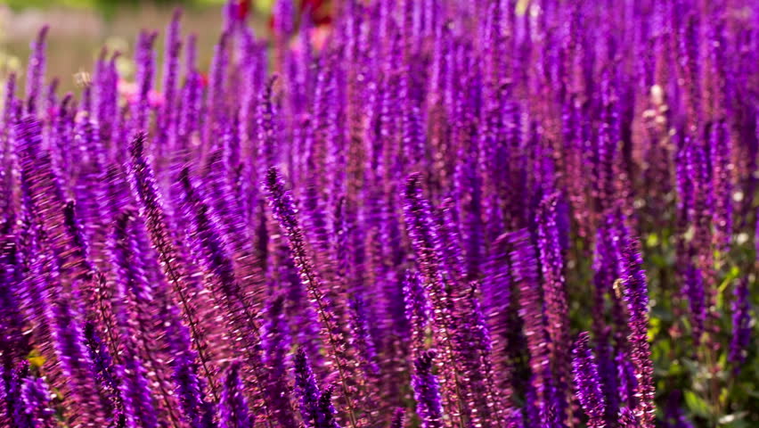 Lavender flower bed