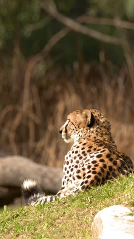 Alert cheetah resting on a sunny grass ridge with blurred natural background in Dubbo, Australia.
