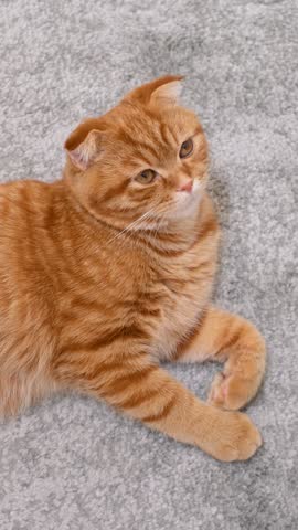 Ginger tabby cat lying on a gray carpet close-up, top-down view.