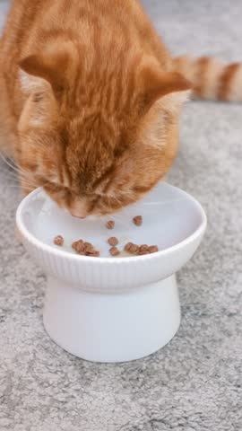 A cat eats wet food from a plate on gray background close-up,