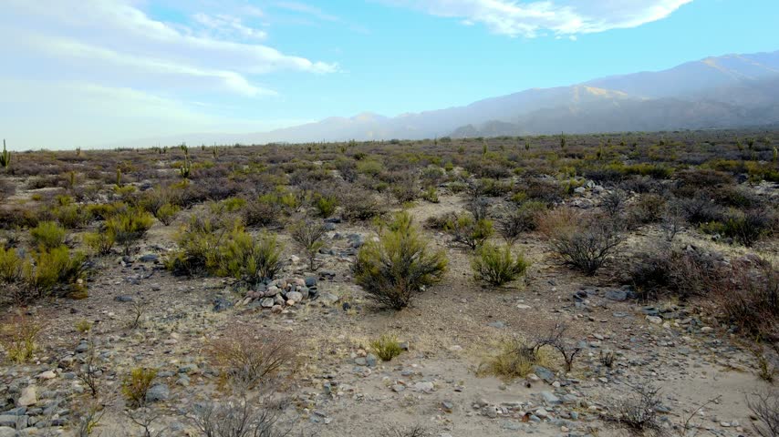Low drone flyover across rocky desert scrubland with scattered Leucostele atacamensis cardones and distant Andean mountains under a bright blue sky.