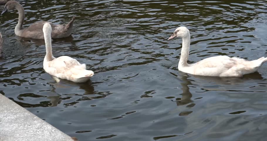 Swans interacting on pond at Charlottenburg Palace in Berlin, Germany