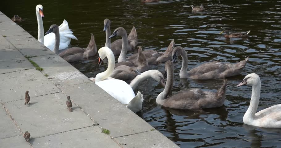 Flock of swans and birds searching for food at Charlottenburg Palace, Berlin