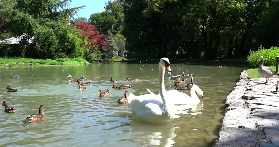 Swans and ducks at Charlottenburg Palace pond in Berlin