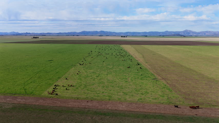 Aerial view of open cattle farmland stretching across the countryside in Buenos Aires Province, Argentina.