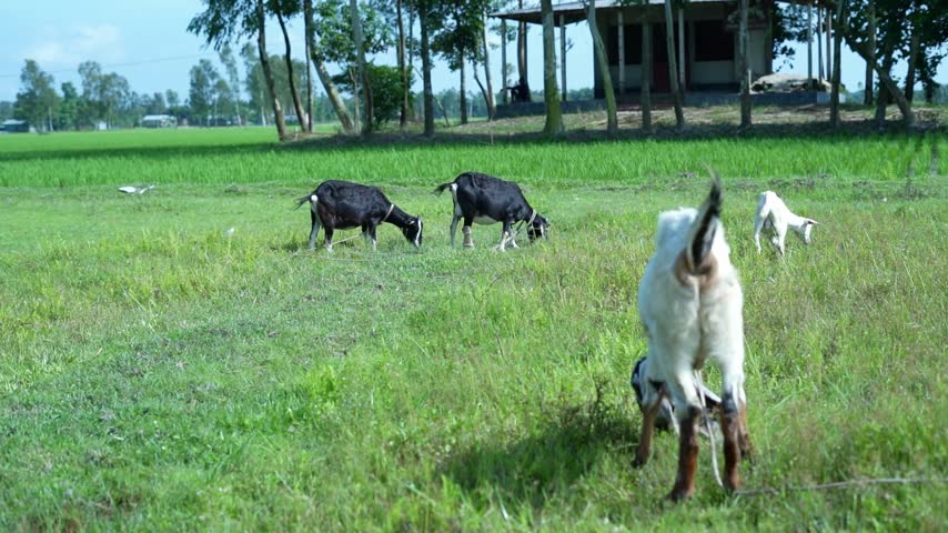 Side view of a white goat with floppy ears standing on a sunny green lawn