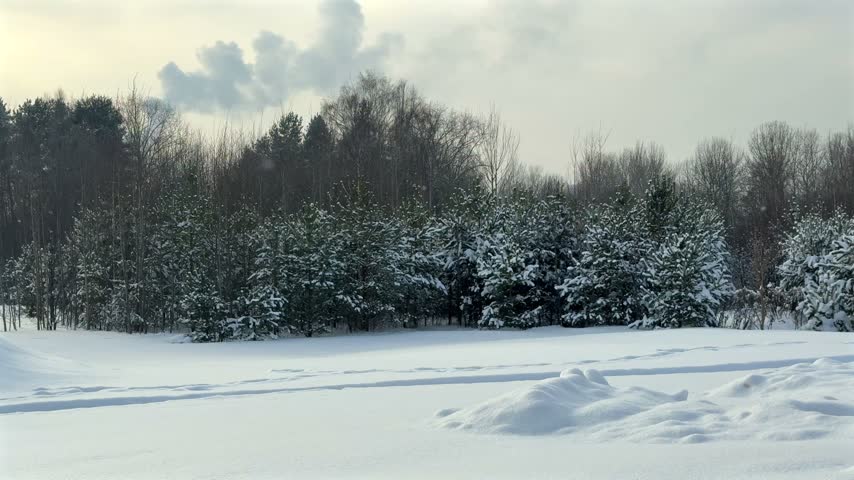 A tranquil winter landscape featuring snow-covered pine trees along a wide white field under an overcast sky with gentle clouds.