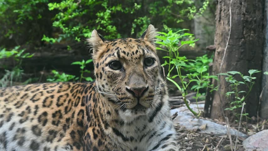 A leopard with striking spotted fur and alert eyes lies in a dense, lush green forest, looking directly at the camera