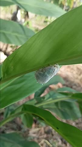 Macro shot of a tiny silver moth insect resting on the bottom of a tropical green leaf in daytime