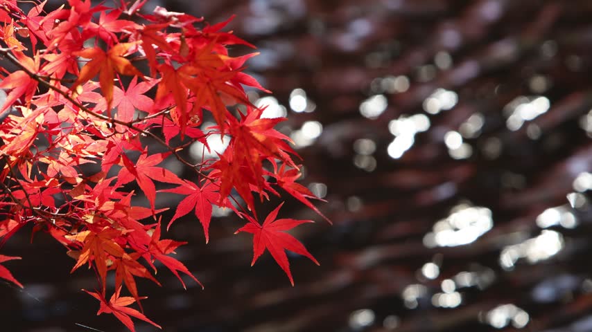 A fixed-shot composition featuring red-hued maple leaves by the pond and the shimmering water surface.