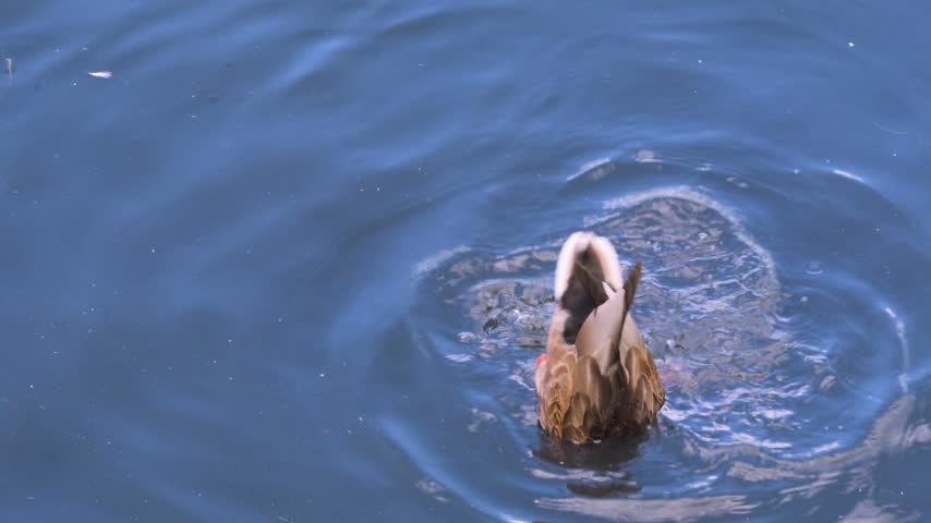 Young male mallard duck diving for food in blue water. A high-quality 4K static shot of a young male mallard duck (latin name Anas platyrhynchos) upending and diving for food in a lake. The drake tips his body forward, submerging his head underwater while exposing tail and webbed feet in the air. He energetically kicks his legs, splashing water all around to maintain his balance while foraging. The scene is captured on a bright, sunny day, making the water appear a vibrant, deep blue color as it beautifully reflects the clear sky. The camera remains perfectly steady, delivering a crisp, clear view of the bird