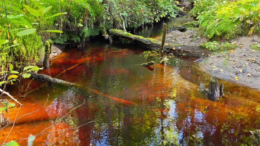 A shallow forest stream with amber-colored water flowing over mossy rocks surrounded by woodland vegetation, serene nature scene, wild water beauty, tranquil forest escape.