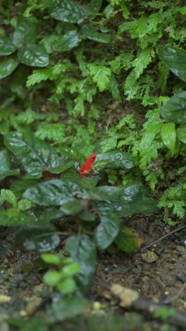 Small red flower stands out among deep green leaves. Glistening wet foliage suggests recent rain. Raindrops cling to vibrant green ferns. Ideal for nature documentaries or garden scenes