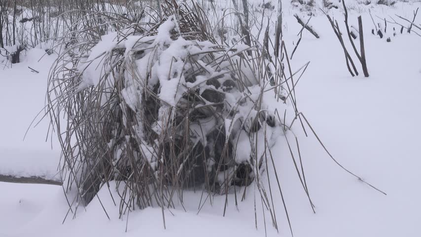 A sedge hummock with dry leaves in a snowfall, like an uncovered head of hair