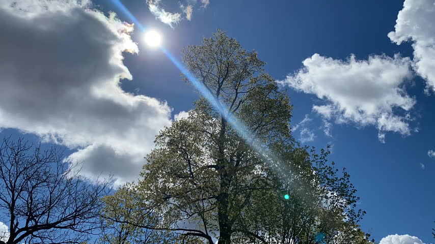Time lapse of clouds moving across a blue sky above a maple tree, with bright sunlight and lens flare in an upward view.