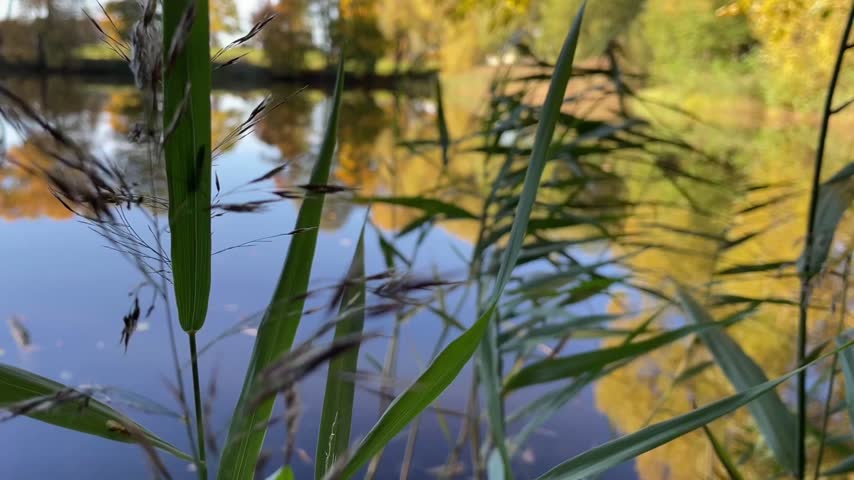A view of the lake in autumn, framed by blades of grass. October. Bright sunlight illuminates the autumn park, creating a warm atmosphere, while centuries-old trees hold the memory of time. The smooth water reflects the blue sky. This footage can be used as documentary or illustrative content, including for creating Reels.