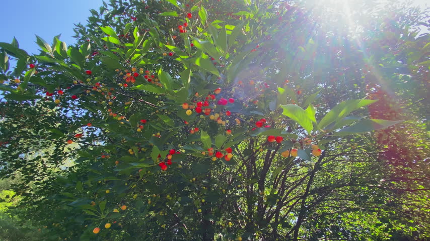Upward view of red and yellow cherries on leafy branches, with sunlight streaming through the canopy in Ottawa, Ontario, Canada.
