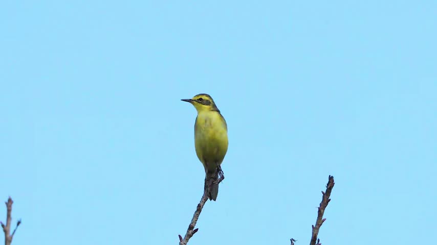 Small yellow wagtail bird perched alone on the tip of a bare branch against a clear blue sky background with copy space.