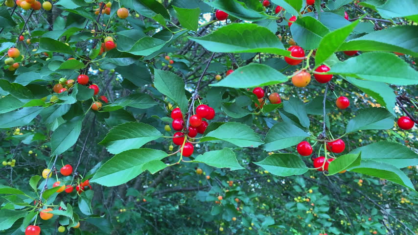 Close view of red and yellow cherries hanging in clusters among green leaves on a tree in Ottawa, Ontario, Canada.