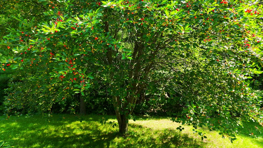 Red cherries hang from leafy branches above a grassy lawn, with sunlight illuminating a cherry tree in Ottawa, Ontario, Canada.