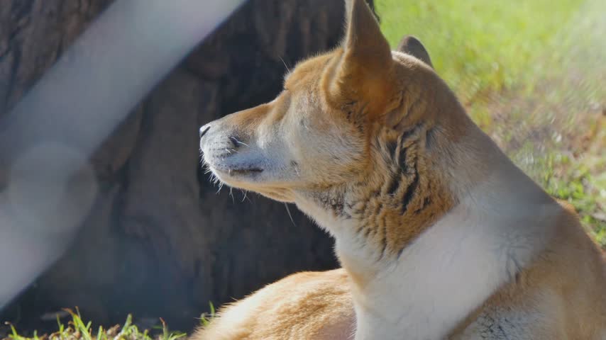 Australian dingo sitting on the ground