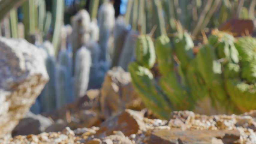 Cactus plants on the ground