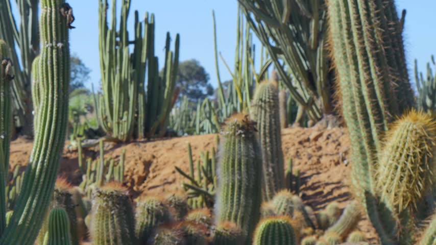 Cactus on the desert hill